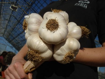 Picture of Garlic Bulbs Solent Wight Extra Early - Delivery Mid October